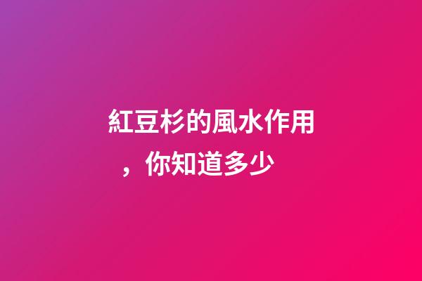 紅豆杉的風水作用，你知道多少